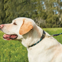 Halsband voor hond Weatherbeeta leer en touw Jachtgroen / bruin