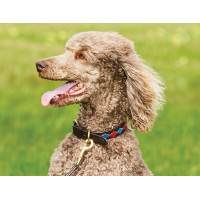 Halsband voor honden Weatherbeeta leer Polo Marron cowdray / zwart / rood / wit Multicolor