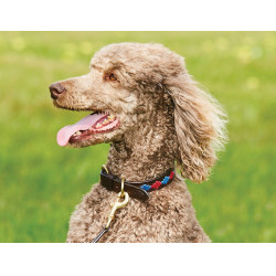 Halsband voor honden Weatherbeeta leer Polo Bruin beaufort / roze / blauw