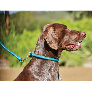 Halsband voor honden Weatherbeeta rond leer Blauwgroen