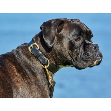 Hondenhalsband leer Weatherbeeta Hondenhalsband leer Weatherbeeta