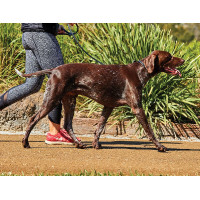 Weerbestendige ronde leren hondenriem Zwart Weerbestendige ronde leren hondenriem Zwart