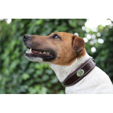 Halsband voor hond Jump'In