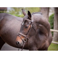 Filet Jump'In Crystal gecombineerde neusriem Week Havana