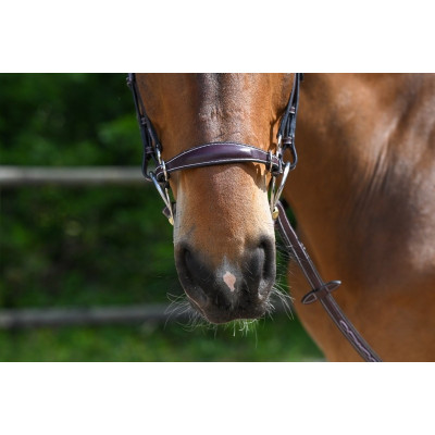 Muserolle hackamore Jump'In Acajou