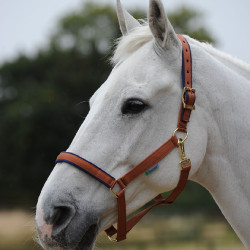 Halster Bucas Dublin Bruin / marineblauw