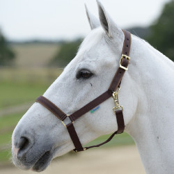 Halster Bucas Dublin Bruin / bruin