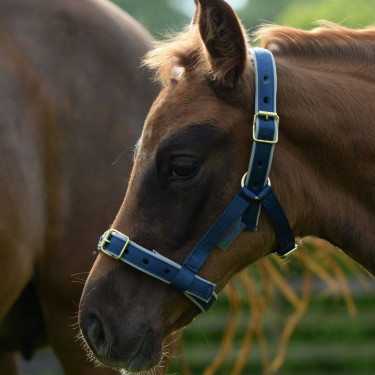 Halster Bucas Dublin Marineblauw / zilver