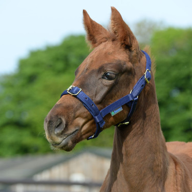Halster Bucas Dublin Marineblauw / marineblauw