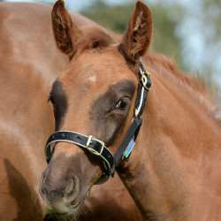 Halster Bucas Dublin Zwart / zilver