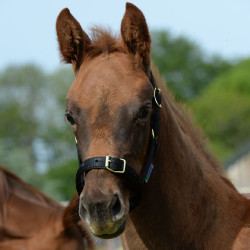 Halster Bucas Dublin Zwart / zwart