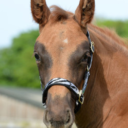 Halster Bucas Dublin Zebra / zwart Motieven