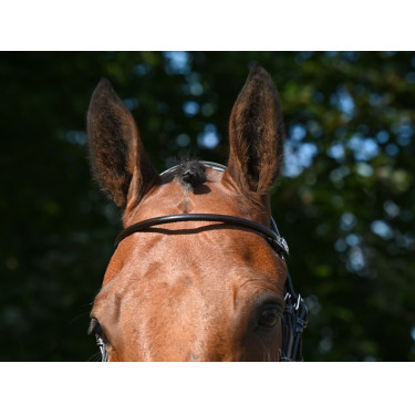 Frontal Jump'In glanzend rond Havana Bruin