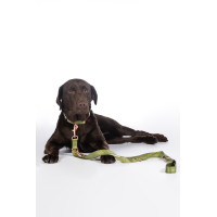Dressuurlijn voor honden Qooper nylon HKM Pistache Groen Dressuurlijn voor honden Qooper nylon HKM Pistache Groen