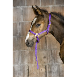 Nylon halster veulen Nylon halster veulen