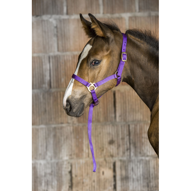Nylon halster veulen Nylon halster veulen