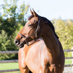 Leren halster Fremont Horze
