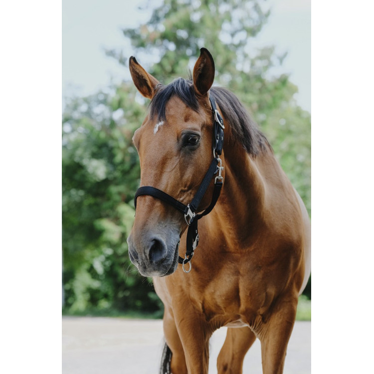 Nylon halster Equithème Protector Nylon halster Equithème Protector