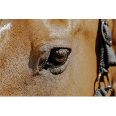 Nylon halster Equithème Protector Nylon halster Equithème Protector