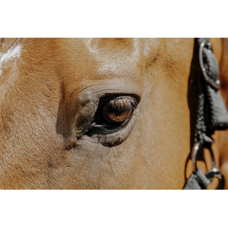 Nylon halster Equithème Protector Nylon halster Equithème Protector