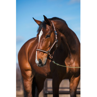 Halster Hippo Covalliero Bruin / beige