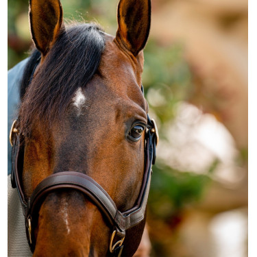 Halster Rambo Micklem Horseware Bruin Halster Rambo Micklem Horseware Bruin