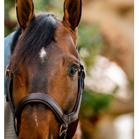 Halster Rambo Micklem Horseware Bruin