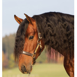 Leren halster met voering Horseware Amigo Leren halster met voering Horseware Amigo