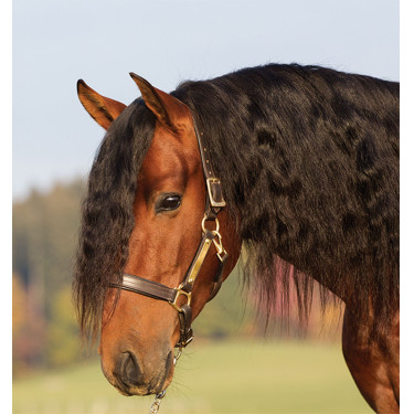 Leren halster met voering Horseware Amigo Leren halster met voering Horseware Amigo