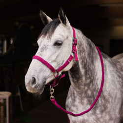 Halster- en leidseltouwset Chicago Horze Bordeaux / violet kwarts Halster- en leidseltouwset Chicago Horze Bordeaux / violet kwarts