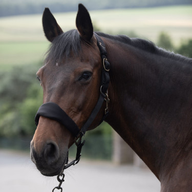 Gewatteerd halster Graz Horze Zwart Gewatteerd halster Graz Horze Zwart