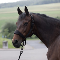 Gewatteerd halster Graz Horze Zwart Gewatteerd halster Graz Horze Zwart