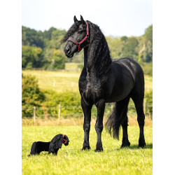 Mini Pony LeMieux Spike Mini Pony LeMieux Spike