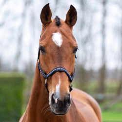 Halster HV Polo Nena Halster HV Polo Nena