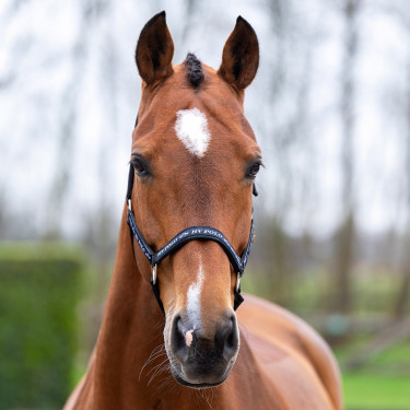 Halster HV Polo Nena Halster HV Polo Nena