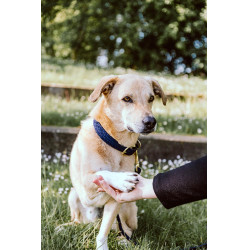 Halsband voor hond Gevlochten Nylon Kentucky Vert olive Halsband voor hond Gevlochten Nylon Kentucky Vert olive