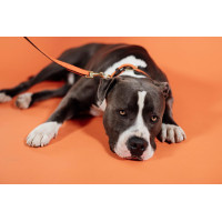 Laisse pour chien Plaited Nylon 200 cm Kentucky Bordeaux