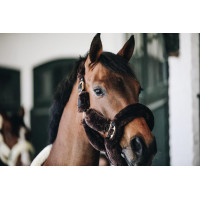 Kopstuk Halster voor transport schapen Kentucky Zwart Kopstuk Halster voor transport schapen Kentucky Zwart