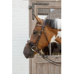 Kentucky neusriem Bruin