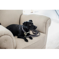 Wool Long Laisse voor hond Kentucky Lichtblauw Wool Long Laisse voor hond Kentucky Lichtblauw