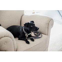 Wool Long Laisse voor hond Kentucky