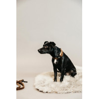 Halsband voor hond Luipaard Kentucky Bruin luipaard