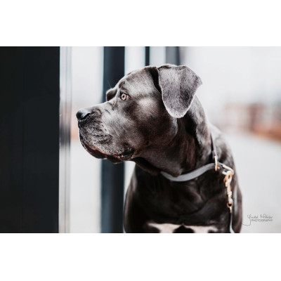 Halsband voor hond Loop Kentucky Grijs
