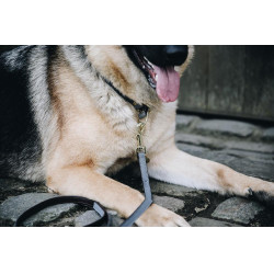 Halsband voor hond Loop Kentucky Grijs Halsband voor hond Loop Kentucky Grijs