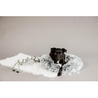 Hondenvoerbak Comfort Kentucky Poederblauw Hondenvoerbak Comfort Kentucky Poederblauw