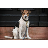 Hondenriem Loop Kentucky Grijs