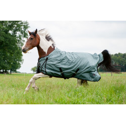 Salie Violet Salie Violet