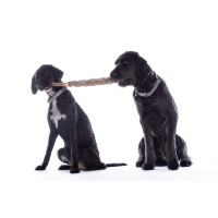 Hondenspeeltje Buddy Knot Bone HKM Natuurlijk Bruin Hondenspeeltje Buddy Knot Bone HKM Natuurlijk Bruin