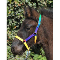 Nylon halster voor Shetland Multicolor HKM Veelkleurig Multicolor