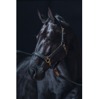 Leren halster Gold HKM Zwart